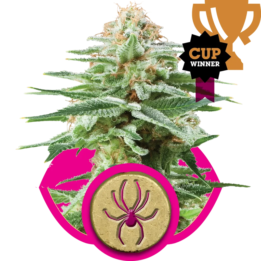 White Widow | PHOTOFEM | Royal Queen Seeds