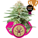 White Widow | PHOTOFEM | Royal Queen Seeds