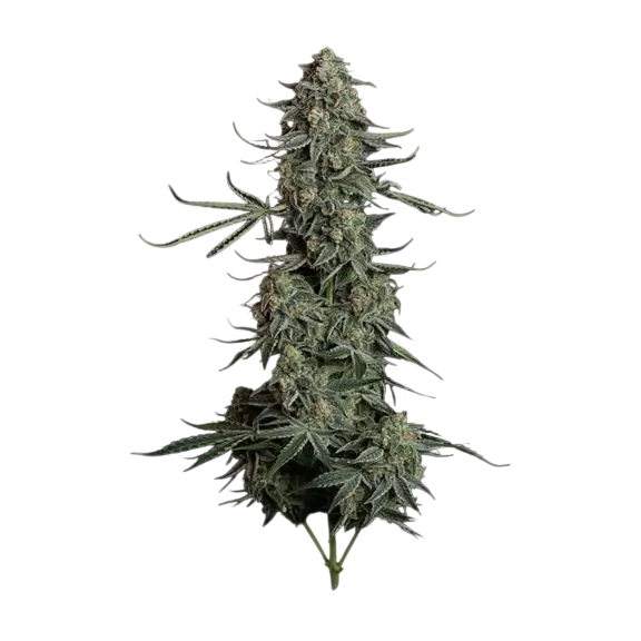 Blue Dream Auto | AUTOFEM | Seedsman