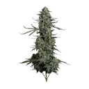 Blue Dream Auto | AUTOFEM | Seedsman