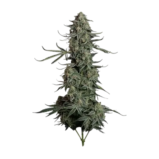 Blue Dream Auto