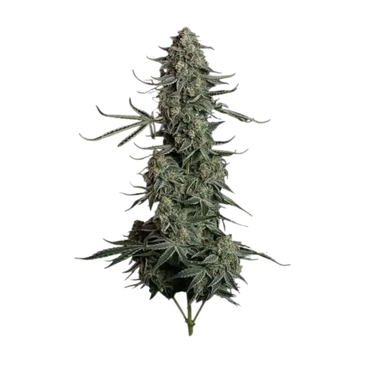 Blue Dream Auto