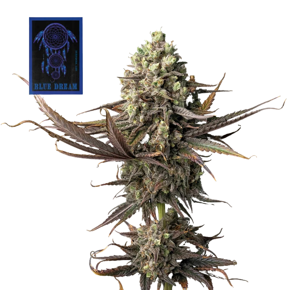 Blue Dream | PHOTOFEM | Seedsman