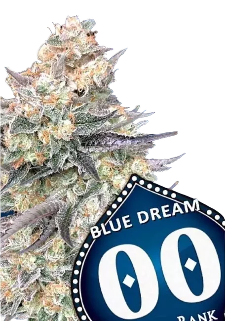 Blue Dream FAST | PHOTOFEM | 00 Seeds