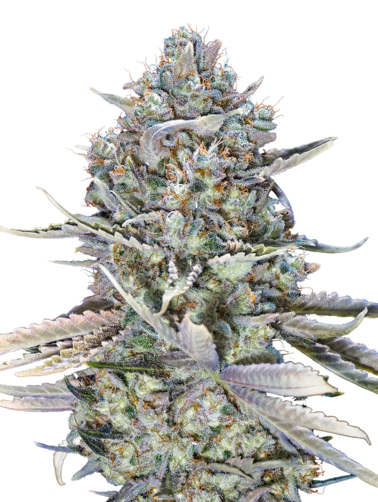 Blue Dream FAST | PHOTOFEM | 00 Seeds