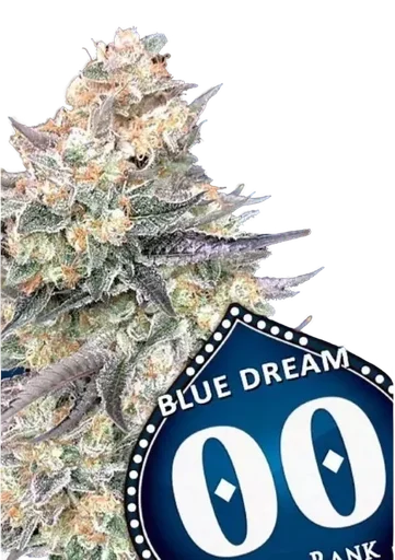Blue Dream FAST
