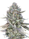 Blue Dream FAST | PHOTOFEM | 00 Seeds