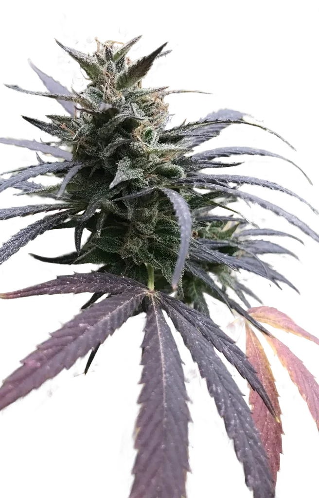 Blue Dream FAST | PHOTOFEM | Tiger One Bulk