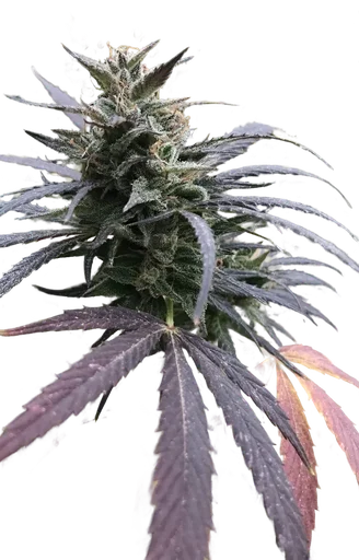 Blue Dream FAST