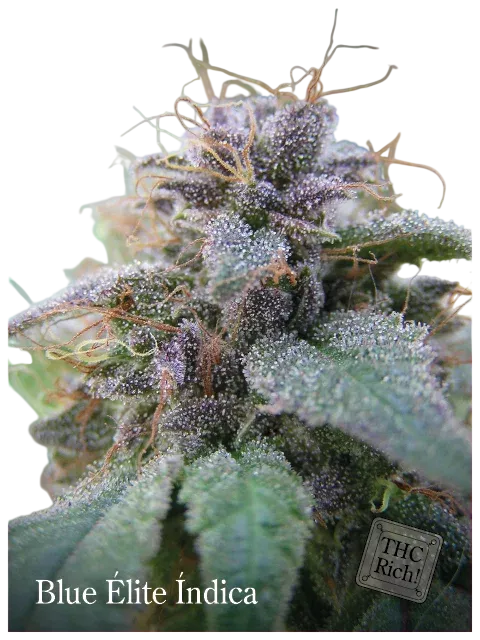 Blue Elite Indica | PHOTOFEM | Elite Seeds