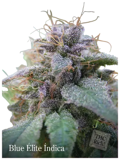 Blue Elite Indica
