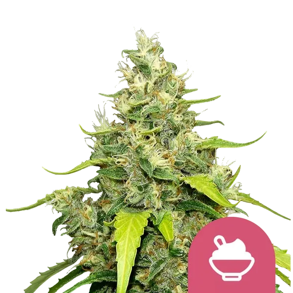 Blue Gelato | PHOTOFEM | Royal Queen Seeds