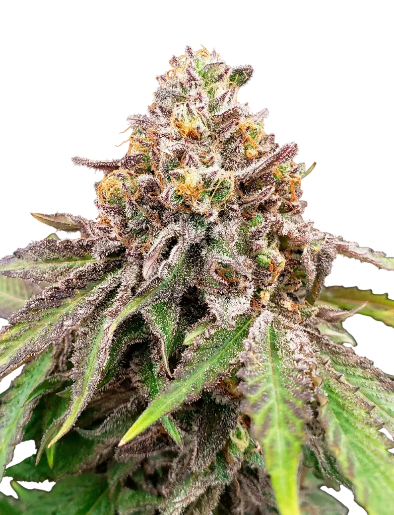 Blue Haze x Gelato 41 Auto | AUTOFEM | Greenhouse Seed Co.