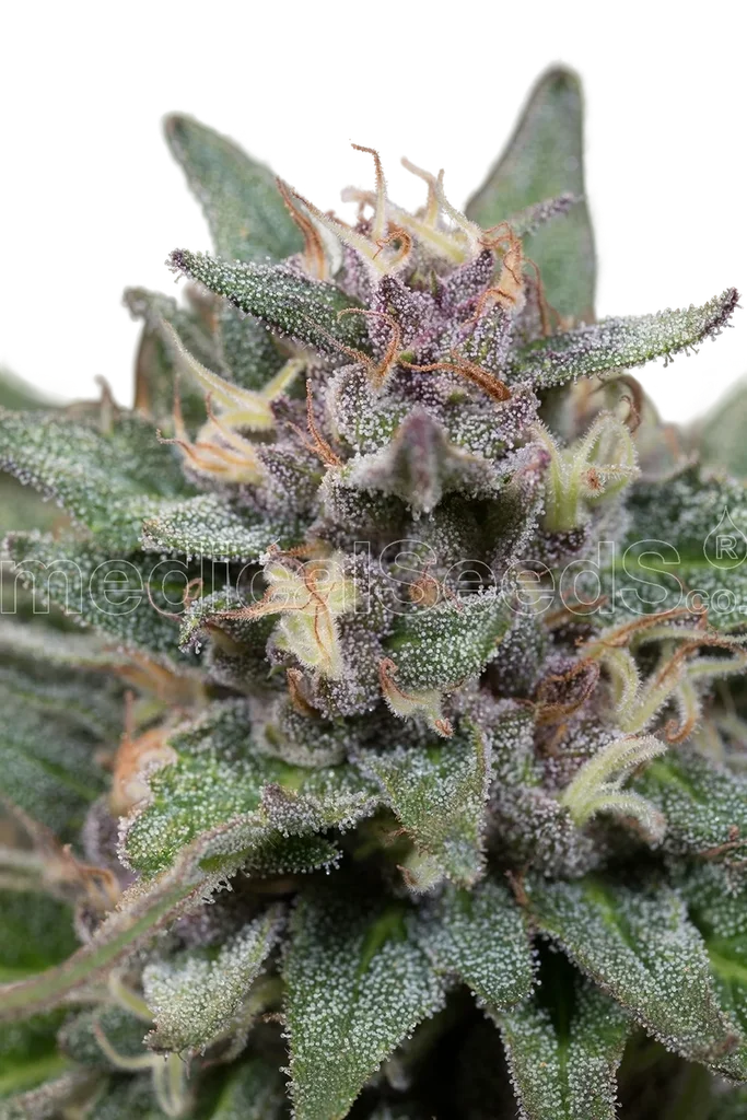Bluehell Auto | AUTOFEM | Medical Seeds