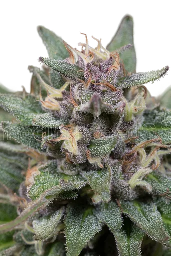 Bluehell Auto