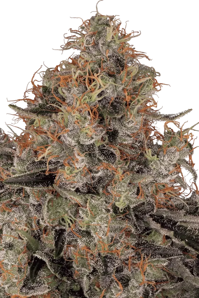 Blue Kush Berry | PHOTOFEM | Paradise Seeds