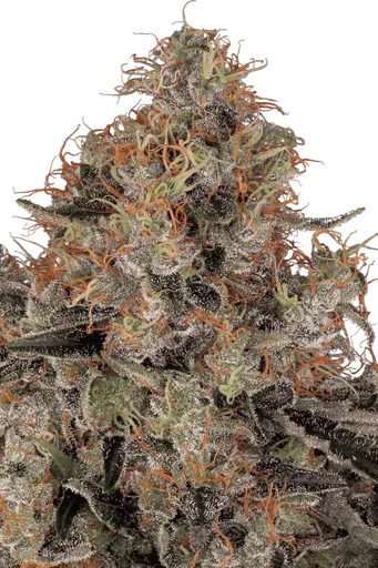 Blue Kush Berry