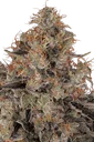 Blue Kush Berry | PHOTOFEM | Paradise Seeds