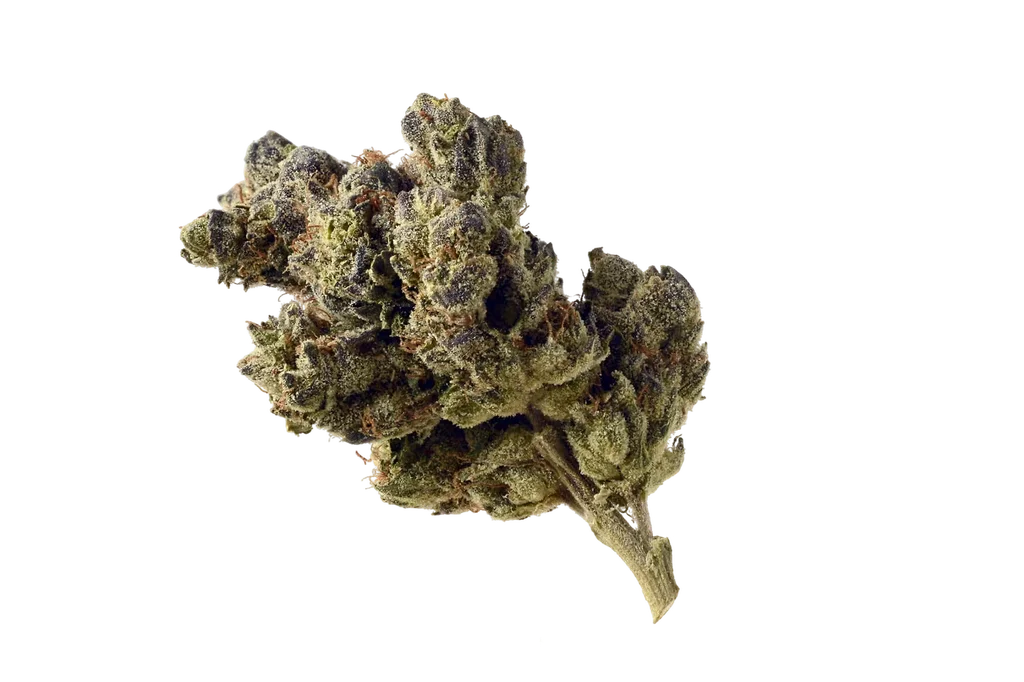 Blue Magic | PHOTOFEM | Amsterdam Genetics