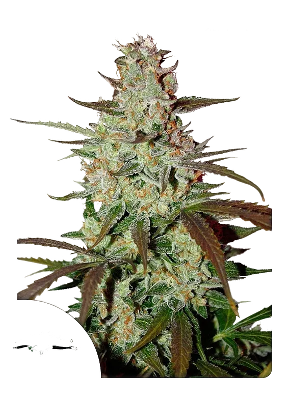 Blue Mazar Auto | AUTOFEM | Dutch Passion