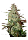 Blue Mazar Auto | AUTOFEM | Dutch Passion