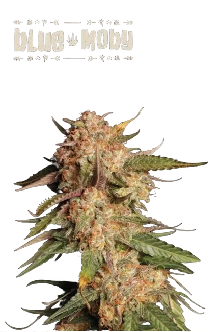 Blue Moby Auto | AUTOFEM | Seedstockers