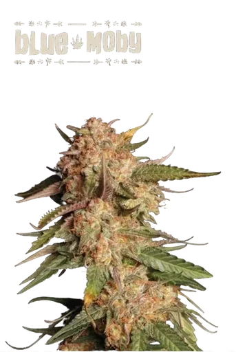 Blue Moby Auto