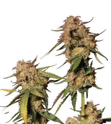 Blue Moby | PHOTOFEM | Seedstockers