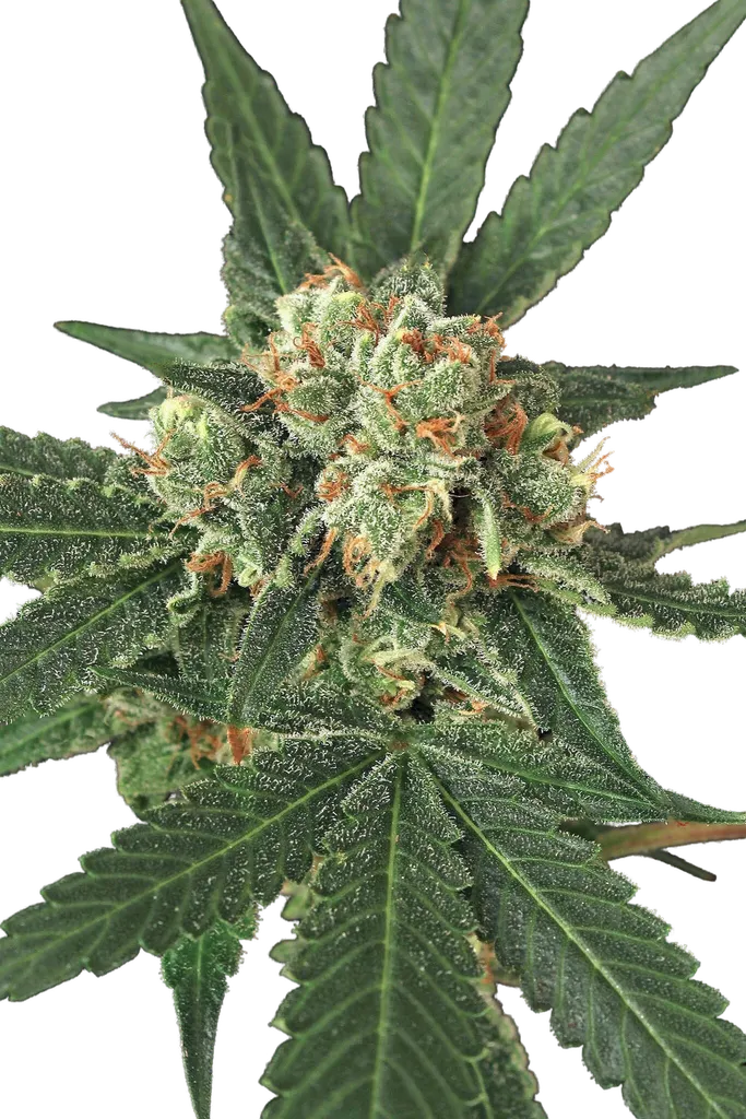 Blue Monkey | PHOTOFEM | Exotic Seed