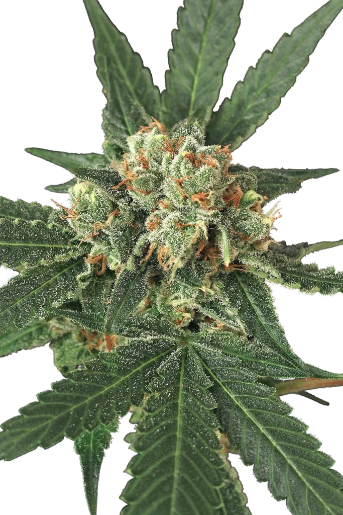 Blue Monkey | PHOTOFEM | Exotic Seed