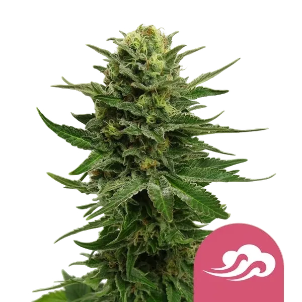 Blue Mystic | PHOTOFEM | Royal Queen Seeds