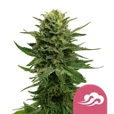 Blue Mystic | PHOTOFEM | Royal Queen Seeds