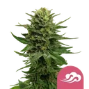 Blue Mystic | PHOTOFEM | Royal Queen Seeds