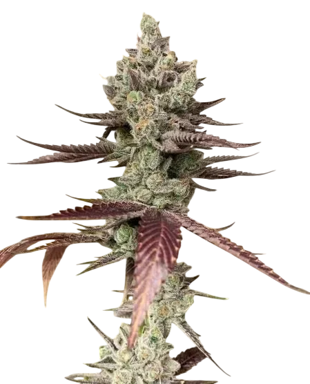 Bluenana | PHOTOFEM | In House Genetics