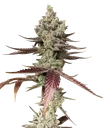 Bluenana | PHOTOFEM | In House Genetics