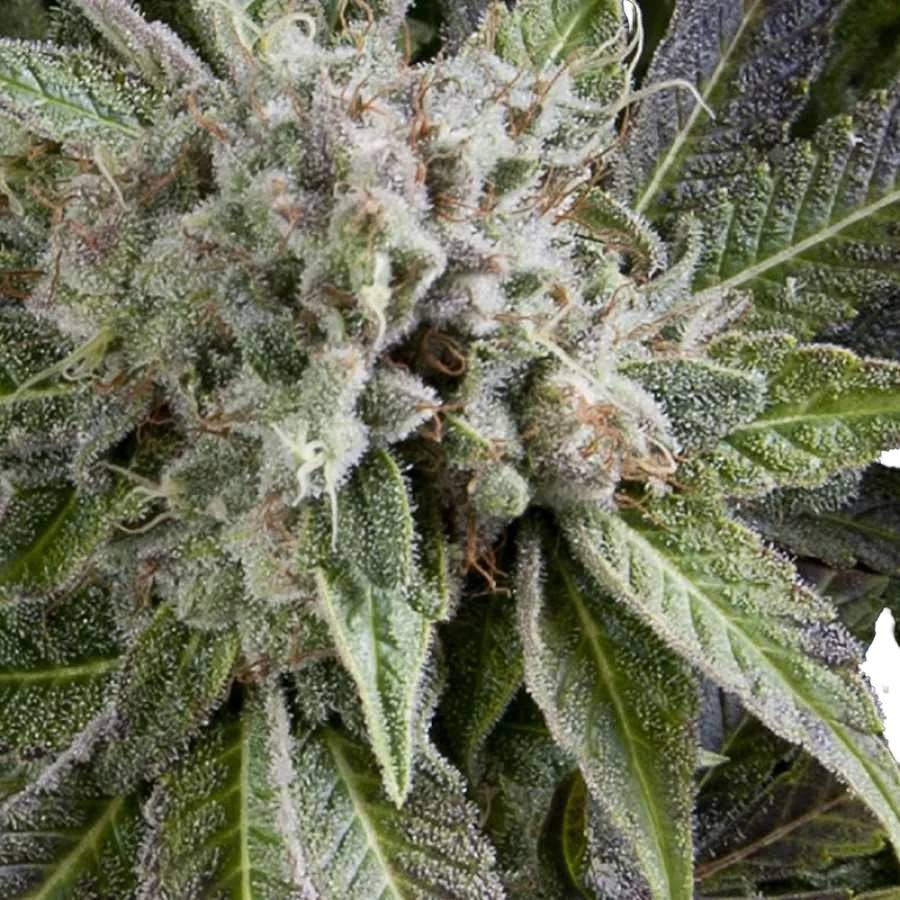 Blue Pyramid Auto | AUTOFEM | Pyramid Seeds