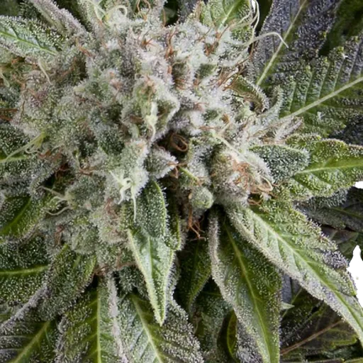 Blue Pyramid Auto