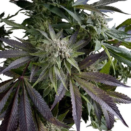 Blue Pyramid