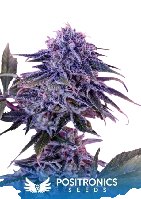 Blue Rhino | PHOTOFEM | Positronic Seeds