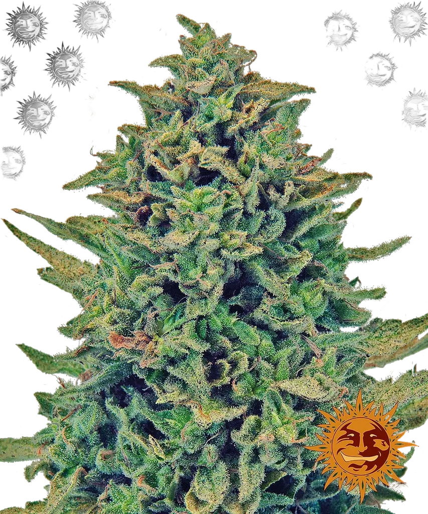 Blue Shark CBD | PHOTOFEM | Barneys Farm