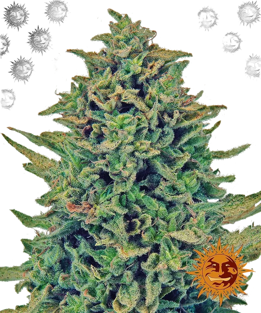 Blue Shark CBD | PHOTOFEM | Barneys Farm