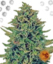 Blue Shark CBD | PHOTOFEM | Barneys Farm