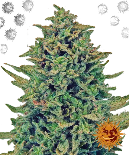 Blue Shark CBD | PHOTOFEM | Barneys Farm