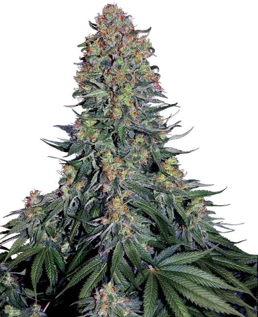 Blue Skunk | PHOTOFEM | Sensi Seeds