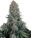 Blue Skunk | PHOTOFEM | Sensi Seeds