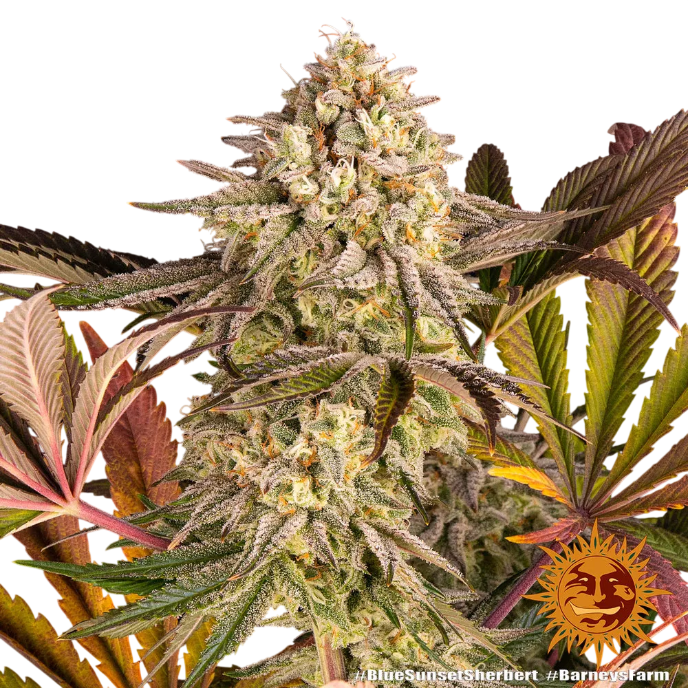 Blue Sunset Sherbert | PHOTOFEM | Barneys Farm