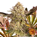 Blue Sunset Sherbert | PHOTOFEM | Barneys Farm