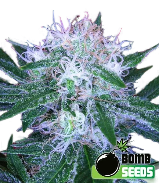 Bomb Auto | AUTOFEM | Bomb Seeds
