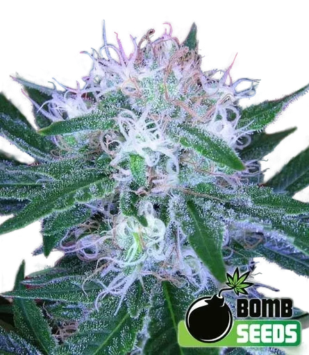 Bomb Auto