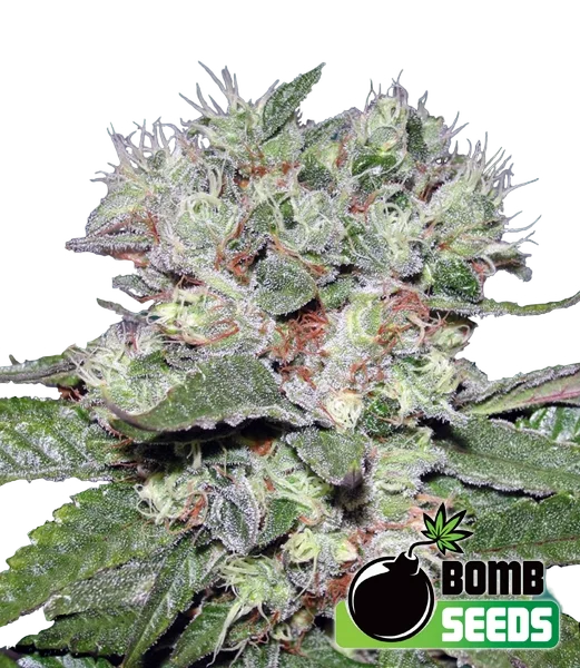 Bomb CBD | PHOTOFEM | Bomb Seeds